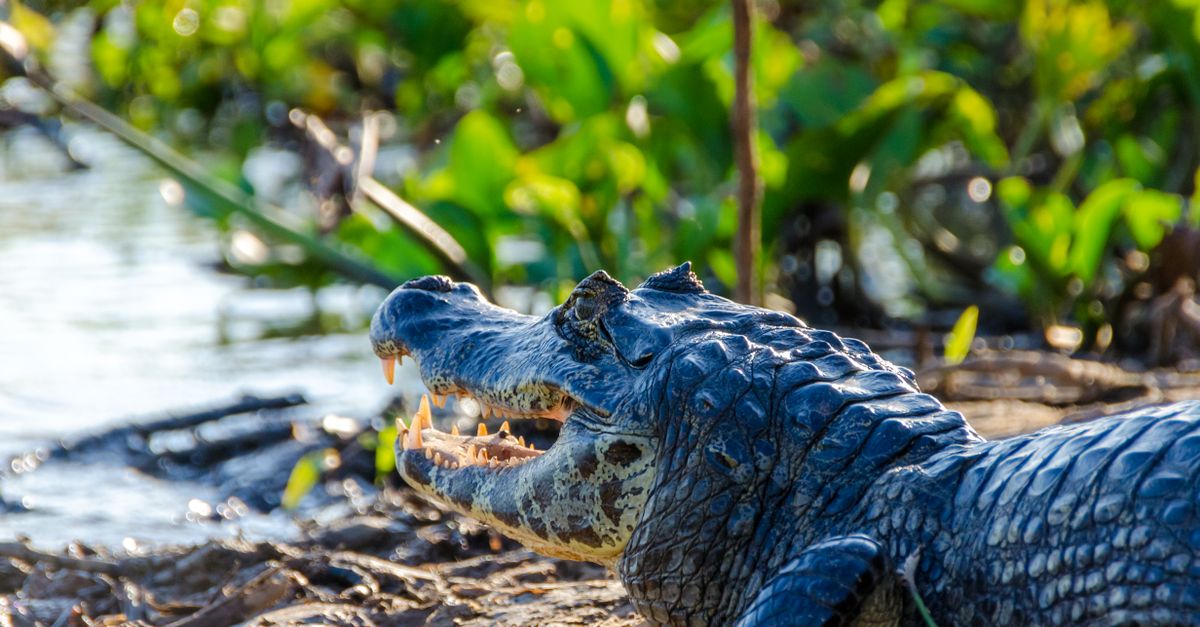 Pantanal Low Cost: 3 Dias de Aventura Selvagem no Feriado Prolongado!